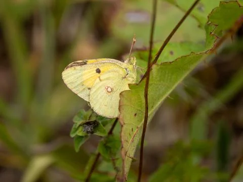 A Clouded Yellow Butterfly Resting on a Leaf Stock Photos
