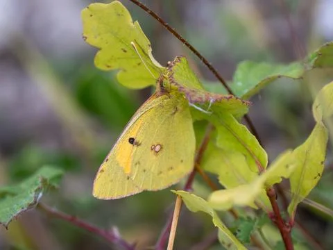 A Clouded Yellow Butterfly Resting on a Leaf Stock Photos