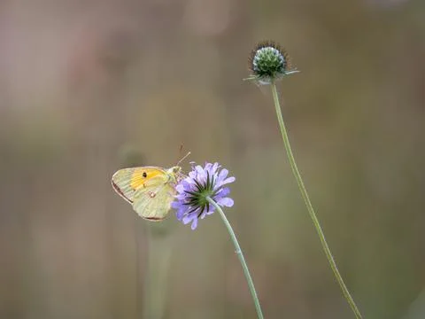 A Clouded Yellow Butterfly on a Scabious Stock Photos