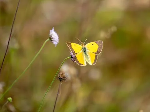 A Clouded Yellow Butterfly on a Scabious Stock Photos