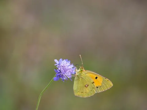 A Clouded Yellow Butterfly on a Scabious Stock Photos