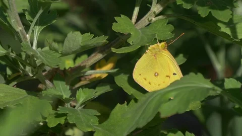 Clouded yellow butterfly in the sun2 4K Видео 95748322