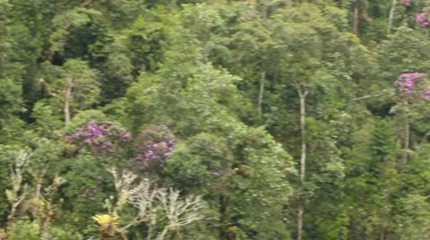 Cloudforest on an Andean hillside Stock Footage 1092212