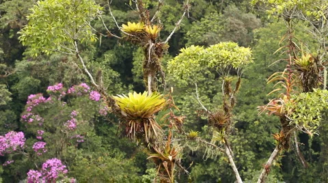 Cloudforest on an Andean hillside Stock Footage 1092287