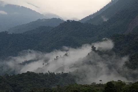 Cloudforest Ecuador mountains far Stock Photos