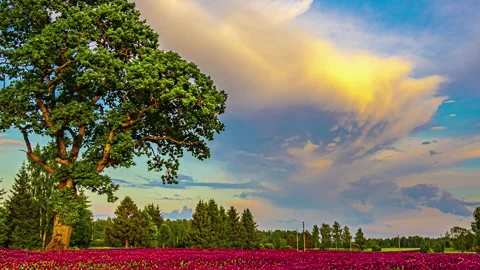 Cloudlapse tree with green foliage among red flowers time lapse Vídeo Stock 337904573