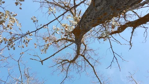 Cloudless blue sky, a walk among the brown trees with no leaves Stock Footage 118449407