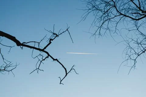 Cloudless sky with bare tree branches and an airplane contrail visible in t.. Stock-Fotos