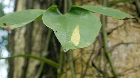 Cloudless sulphur butterfly on the leaf Stock Photos