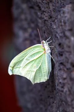 Cloudless sulphur butterfly, recognized by its bright yellow wings, feeds on  Foto stock