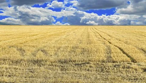 Clouds above the beveled field Stock Photos