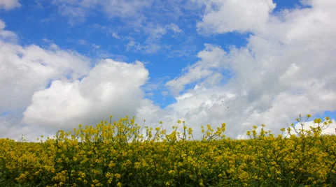 Clouds above canola field ,time lapse Stock Footage 38415892