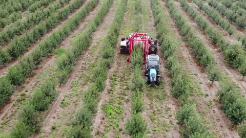 Clouds above, cherries below – a stunning aerial harvest view Stock Footage 301788289