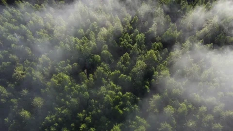 Clouds above forest in Pacific Northwest, drone shot of trees and fog. Vídeo Stock 169070726