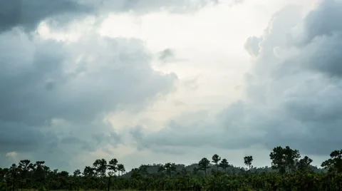 Clouds above jungle timelapse Vídeo Stock 55382127