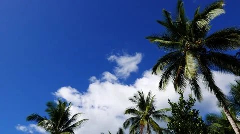 Clouds above Palm Trees Stock Footage 58746948
