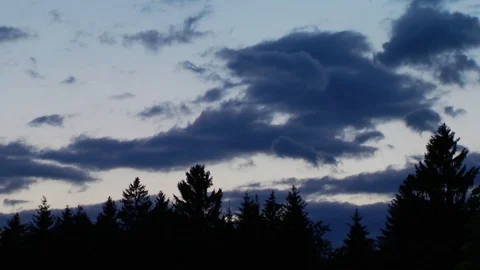 Clouds above pine trees Stock Footage 93781105