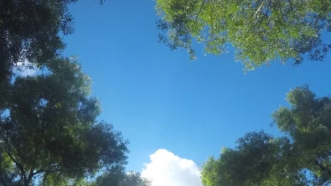 Clouds Above Tree in sunny summer day Timelapse 스톡 동영상 78019062