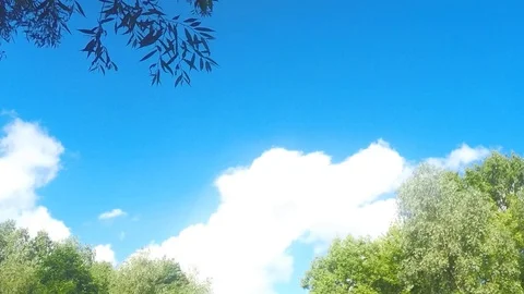 Clouds Above Tree Tops in summer Timelapse Stock Footage 78017768