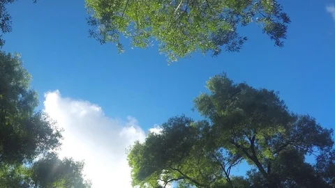 Clouds Above Tree Tops in summer day Timelapse Vidéo 78018285