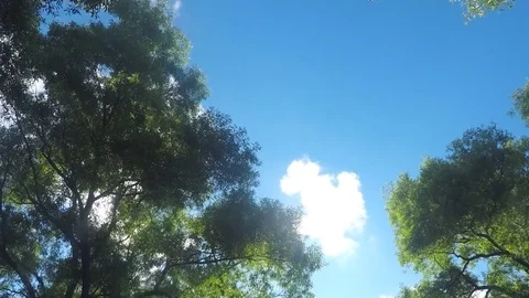Clouds Above Tree Tops in sunny summer day Timelapse 스톡 동영상 78018290