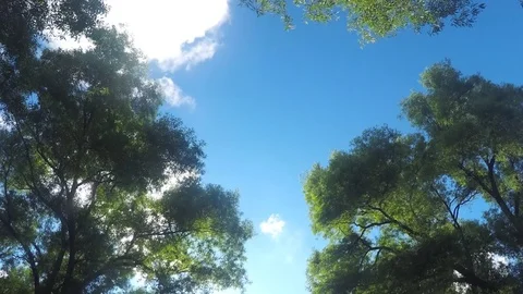 Clouds above treetops in summer park timelapse 스톡 동영상 78016493