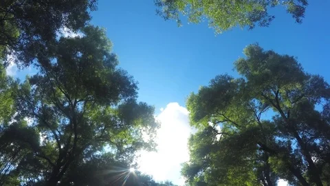 Clouds above treetops in summer timelapse Stock Footage 78017428