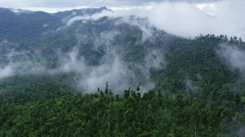 Clouds among the trees after a tropical downpour, in the mountains Stock Footage 271630790
