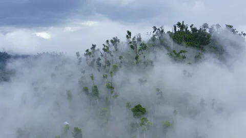 Clouds among the trees after a tropical downpour drone view Stock Footage 273071983