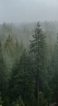 Clouds amongst various pine trees Stock Photos