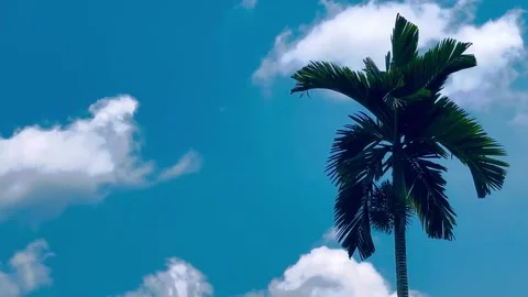 Clouds and areca palms Vídeo Stock 222966863