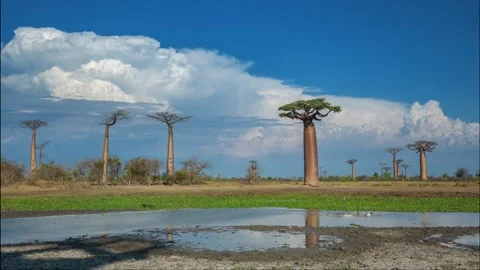 Clouds and Baobabs Stock Footage 155233276