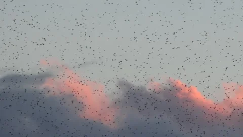 Clouds and birds flying in large flock on migration evening sky 4K Stockbeeldmateriaal 205873171