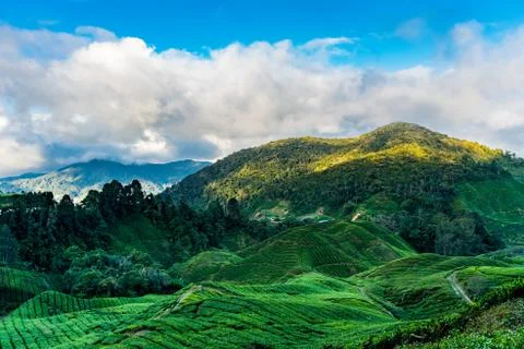 Clouds and blue sky over tea plantations Stock Photos