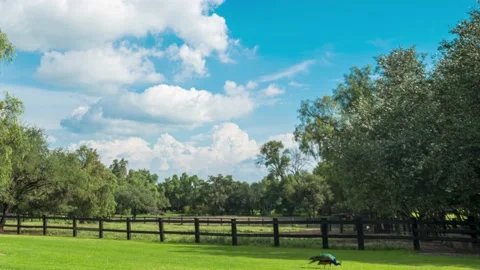 Clouds and blue sky timelapse in the country Stock Footage 204970191