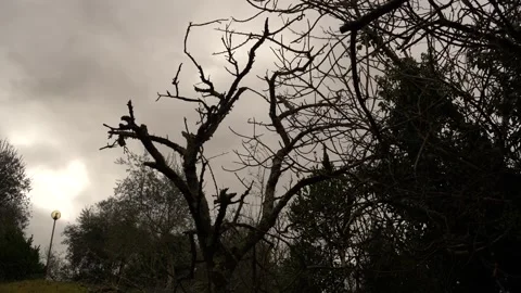 Clouds and branches 9 Stock Footage 299345264