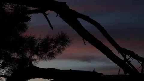 Clouds and Branches After Sunset Stock Footage 321429616