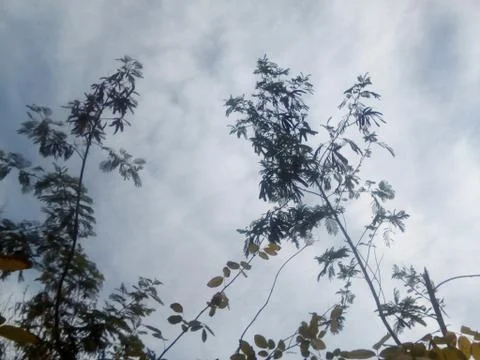 Clouds and branches Foto stock