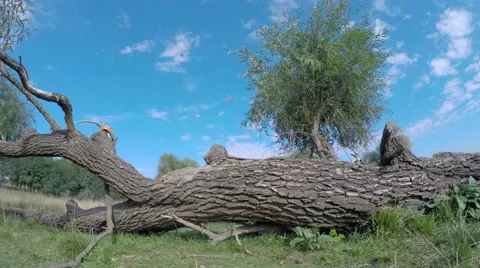 Clouds and clouds moving across the sky. taymlaps 库存影片 54462977