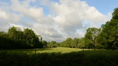 Clouds and Cows Stock Footage 41167779