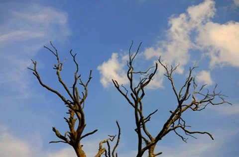 Clouds and Dead Tree (Timelapse) Stock Footage 8357606