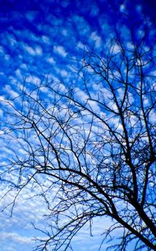 Clouds and dead trees. Stock Photos