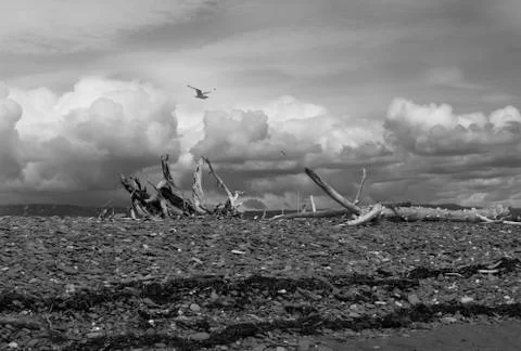 Clouds and driftwood Stock Photos
