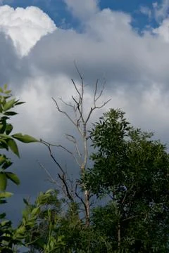 Clouds and dry trees Stock Photos