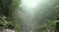 Clouds and fog in forest mountains 20120225 143640 HD Footage