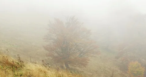 Clouds and fog time-lapse in yellow autumn mountain woodland area Stock Footage 89482005