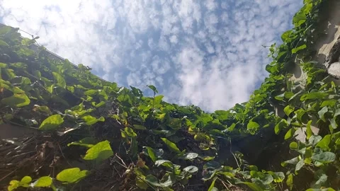 Clouds and Foliage Stock Footage 303759372