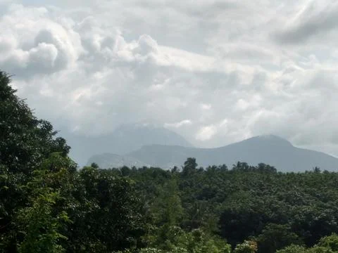 Clouds and Forest 写真素材