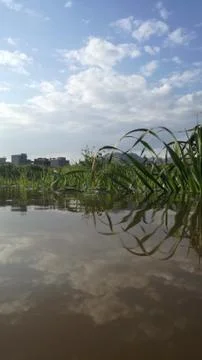 Clouds and grass reflection Stock Photos