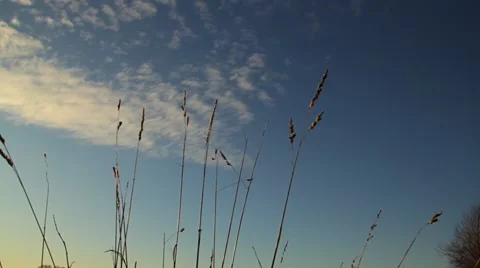 Clouds and grass stalk Stock Footage 44404197